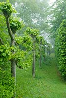 Line of pleached lime trees breaking into leaf beside beech hedge. Hardwicke House, Fen Ditton. May