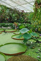 Waterlily House with Victoria cruziana. Kew Gardens