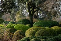 Mixed topiary evergreen shrubs 