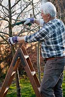 Pruning apple tree branch with folding hand saw in late winter.