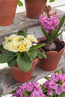 Spring flowers displayed in pots on ladder including primroses and hyacinths