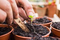 Pricking out Echinacea Large Flowered seedlings