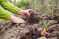 Planting Rhubarb 'Timperley Early' crown