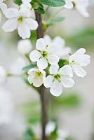 Prunus cerasus 'Morello' - white spring blossom of morello cherry
