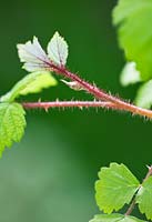 Rubus phoenicolasius 