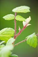 Rubus phoenicolasius