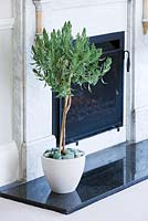 Standard french lavender bush in cream container beside fireplace