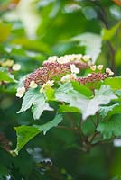 Viburnum sargentii