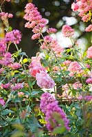 Rosa 'Madame Gregoire Staechelin' and Centranthus ruber beside fence