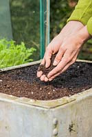 Covering seeds with a thin layer of compost.