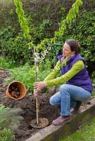 Planting Cherry 'Stella' in hole