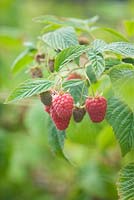 Rubus idaeus - Raspberry 'Tulameen'