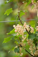 Ribes glandulosum - white currant 'White Transparent'