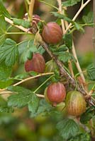 Ribes uva-crispa - gooseberry 'Achilles'