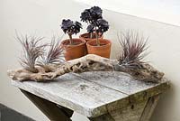 Terracotta containers planted with Aeonium arboreum 'Schwarzkopf' on wooden table with driftwood planted with air plants