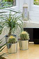 Metal containers planted with cacti and a ponytail palm (Beaucarnea recurvata) in conservatory