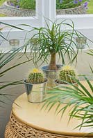 Metal containers planted with cacti and a ponytail palm (Beaucarnea recurvata) in conservatory