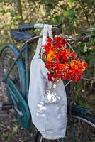Erysimum 'Scarlet Bedder' and 'Orange Bedder' in bag, hanging from bicycle handle.