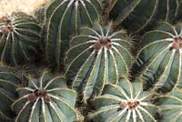 Parodia magnifica close up of plant