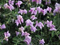 Lathyrus odorata 'Cupid Lavender' Sweet pea 