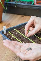 Sowing Cerinthe major 'Purpurascens' seeds