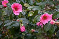 Camellia x Williamsii 'Saint Ewe'