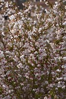 Prunus incisa 'Kojo-no-mai' in March.