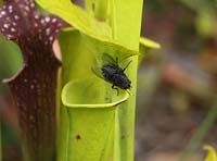 Sarracenia spp - Pitcher plant. Fly about to enter tube
