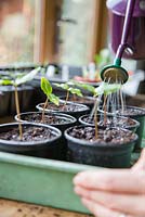 Watering Cobaea scandens seedlings