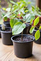 Growth development of Cobaea scandens seedlings.