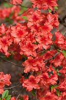 Rhododendron 'Vuyk's Rosyred'