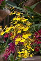 Oncidium varicosum