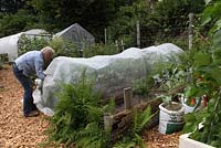 Growing broccoli - cover the plants with enviromesh to protect from butterflies