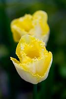 Tulipa 'Isabelle' - Fringe edged lemon yellow tulip.