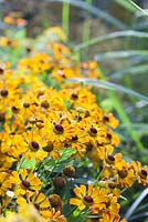 Helenium 'Rauchtopas' and Soldago