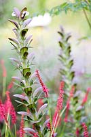 Acanthus 'Mornings Candle' and Persicaria amplexicaulis 'Firetail'