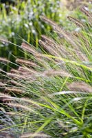 Pennisetum alopecuroides 'Hameln'