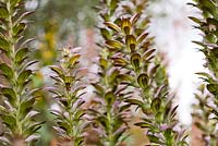 Acanthus 'Mornings Candle'