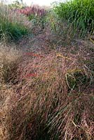 Grass border with Panicum virgatum 'Squaw', Miscanthus sinensis.