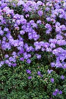 Rhododendron 'Songbird'