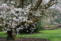 Prunus x Juddii - Judds Cherry tree at RHS Wisley Gardens. England