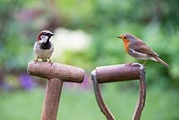 Erithacus Rubecula and Passer domesticus. Robin and house sparrow standing on garden tool handles