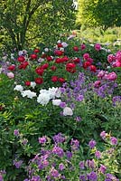 Paeonia lactiflora peony 'shirley temple' 'Buckeye Belle' grand-cranesbill geranium x magnificum under planting ornamental cherry prunus - Peonies with cranesbill and ornamental cherry