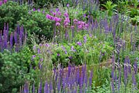 Mixed border of Salvia x sylvestris 'Mainacht', Armeria maritima and Geranium sanguineum. Garden: A Garden for First Touch at St George's. Designer: Patrick Collins. Sponsors: St George's Hospital Trust, Tendercare, Landscape Associates.