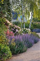 Border by office with Nepeta, Rosa 'Torche Rose', Rosa 'Felicia', birch trees and Rosa 'Katharina Zeimet'
