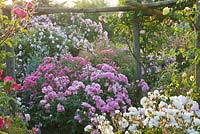 Pergola festooned with roses in early morning light - Rosa 'Fee Des Neiges', Rosa 'Pink Prosperity', Rosa 'Fritz Nobis' and Rosa 'Baronne Louise Velge' 