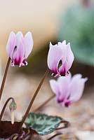 Cyclamen graecum