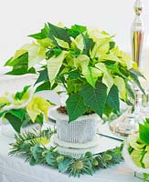 Christmas table setting in white and lime green  with candles and Poinsettia 'Christmas Feelings White' in container