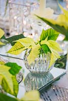 Christmas table setting in white and lime green  with candles and Poinsettia 'Christmas Feelings White' in glass container