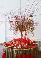 Poinsettia 'Christmas feelings red' and miniature poinsettia 'Sarunus red' - Red abd gold Christmas table decorations 